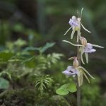 Antbarzdė - Lietuvos orchidėjų legenda