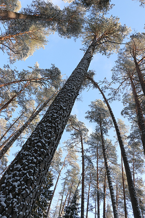 Aukščiausia Lietuvos pušis (44m) auga Labanoro girioje